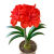 花芊悦荷兰特大朱顶红种球重瓣超大球盆栽室内阳台花卉 D12樱桃尼夫 20-21cm快两个月开花