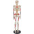 谋福 85CM带神经和椎间盘骨骼模型 医学教学模型 （85cm人体模型）
