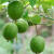 花茜罗汉果种子水果药材种子室外室内盆栽调味保健 果树植物种籽 二两（100g）25