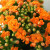 沭之美 长寿花绿植花卉花苗观花室内阳台盆栽 长寿花粉色+0.5塑料加仑盆