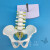 小型骨盆模型 腰椎模型 五节腰椎带骨盆模型 仿真 人体骨骼解剖模型 腰椎 骨盆 神经 B款小型骨盆带五节腰椎