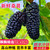 桑葚新鲜现摘现发水果5斤黑桑椹酵素泡酒水熬膏大凉山 5斤盒装顺丰