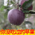 黑钻石苹果黑卡10斤黑嘎啦孕妇水果新鲜现摘稀有品种苹果高原5TT 3斤