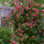 藤本大游行欧月 月季花苗 玫瑰 庭院爬藤多季开花 扦插小苗 不含盆