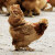 百年栗园 北京油鸡有机老母鸡 1.5kg/袋整只装 日龄500天