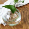 帕莎帕琦（Pasabahce） 圆形玻璃水培花瓶花盆绿萝铜钱草透明水养植物 高 20CM
