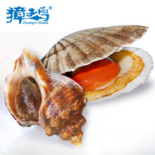 【鲜活】獐子岛 鲜活虾夷扇贝 鲜活海螺 组合套