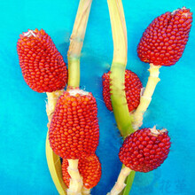 花堇 农业种植 玉米种子大全 玉米棒粒 糯玉米 