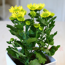 努力生长 女王菊 菊花 雏菊 办公室内开花植物 