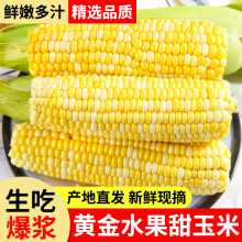 鲜福林新鲜玉米新鲜云南水果玉米应当季脆甜玉米生鲜蔬菜 精选 5斤
