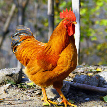 云依禾农庄 精选土鸡肉公鸡农家散养新鲜鸡肉 整只装 整鸡 净重约 3.5kg/只