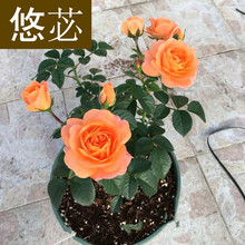 AROMA 果汁 - 商品搜索 - 京东