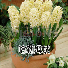 盆栽植物荷兰进口风信子种球 水培 土培套装 多