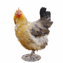 筱诺 农家老母鸡柴鸡鸡肉 新鲜整鸡散养 整只装 走地老母鸡 宰后净重 2.75kg