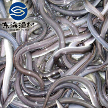 东海渔村 青岛野生海鳗鱼3-4条/斤 新鲜鳗鳞鱼海鳗鱼辣鳗鳞鱼肉质鲜嫩