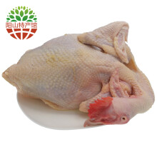 阳农汇鲜 新鲜大骟鸡  广东阳山本地散养新鲜走地鸡 净重约2.15kg