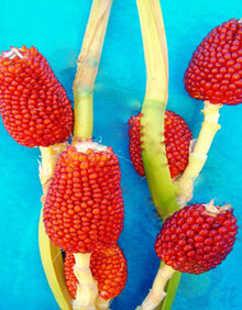 花堇 农业种植 玉米种子大全 玉米棒粒 糯玉米 