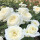白玫瑰(任意品种综合拍两棵以上
