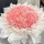 【梦幻戴安】99朵粉玫瑰