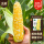美珍208玉米种子50g