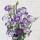 洋桔梗紫边-1扎（380-400g）