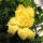 黄色栀子花种子