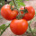大番茄种子2包
