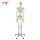 175cm人体骨骼模型