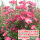 安吉拉1.2米蔷薇花苗