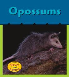 【预订】opossums