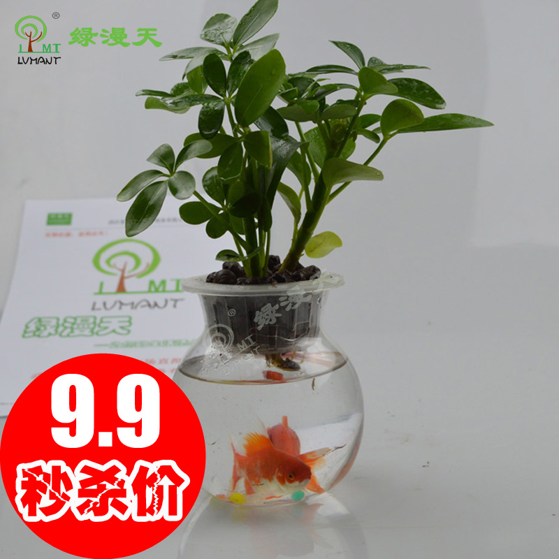 哪种七叶莲对属虎的人最旺财展示图片