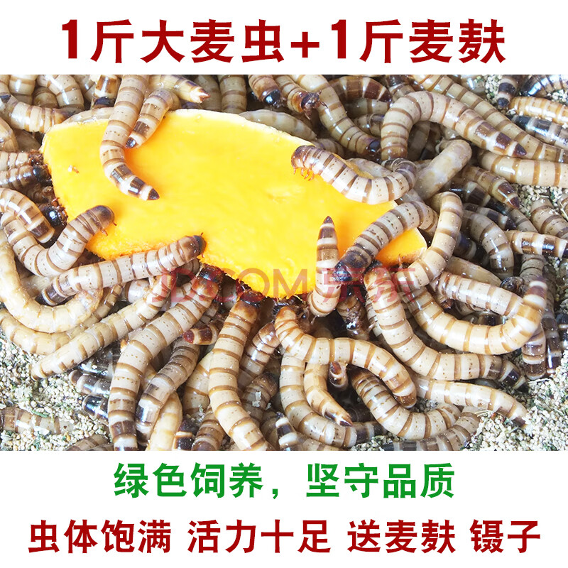 朴彩大麦虫活虫500g鲜活面包虫黄粉虫金龙鱼饲料活体八哥画眉食物虫子1斤大麦虫活虫4 6cm 1斤麦麸坏单包赔 麦麸 图片价格品牌报价 京东
