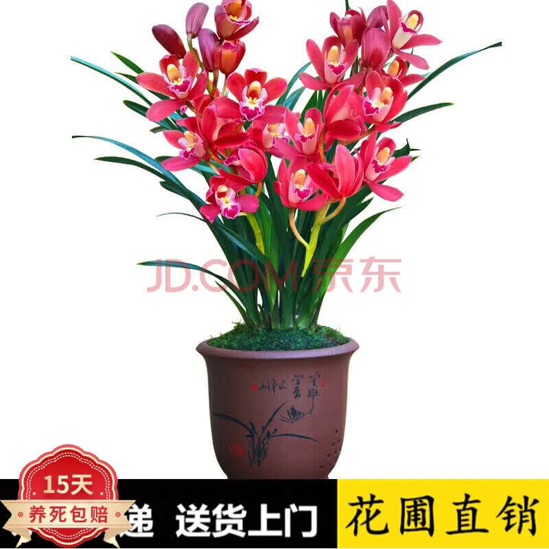 兰花建兰四季素心兰浓香型兰花苗大花蕙兰墨兰建兰花卉盆栽绿室内室外绿植兰草花卉兰花苗精品红将军