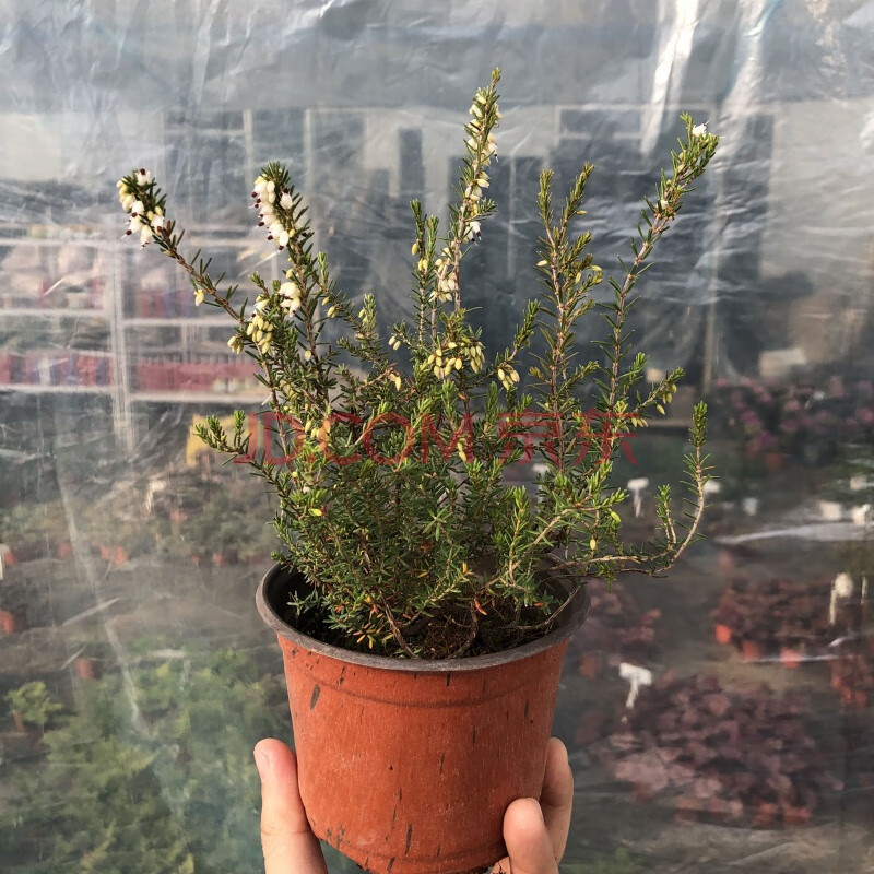 欧石楠盆栽彩虹草多年生耐寒观花植物冬季观花庭院阳台欧石楠11厘米简易盆白色含盆 图片价格品牌报价 京东
