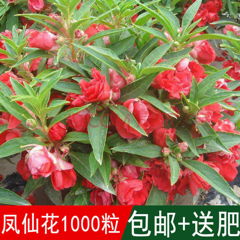 凤仙花种子籽四季播种庭院盆栽地栽凤仙透骨草指甲花花卉室内室外农民老史凤仙花种子250克 图片价格品牌报价 京东