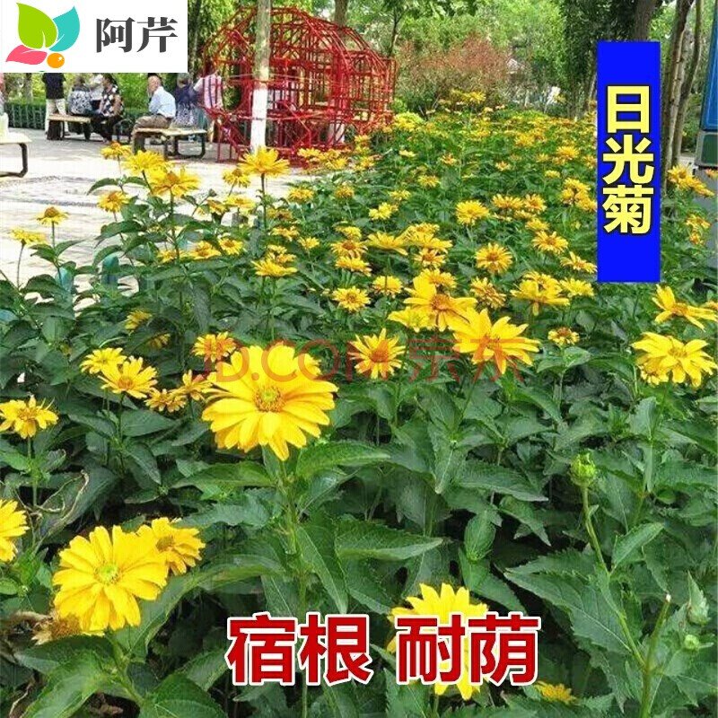 夏季播种耐荫花籽室外多年生宿根草花日光菊耐寒耐旱耐高温草本植物花种子四季种户外花草阿芹日光菊0粒 图片价格品牌报价 京东