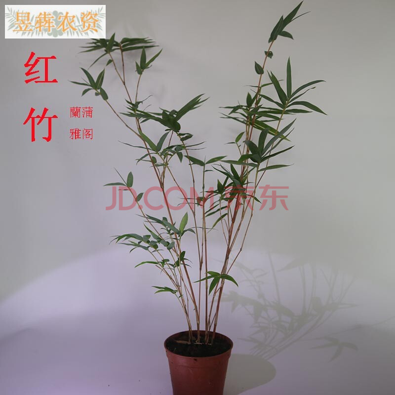 红竹红寒竹红观音竹桌面盆栽绿植花叶寒竹书房竹盆景庭院阳台竹苗红竹一杆带盆栽好 图片价格品牌报价 京东