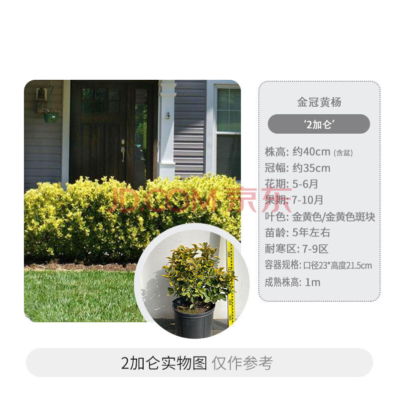 彩叶植物金冠黄杨树苗绿园小叶女贞冬青树苗篱笆庭院绿化植物四季金冠黄杨2加仑30cm 含 40cm 不含 图片价格品牌报价 京东