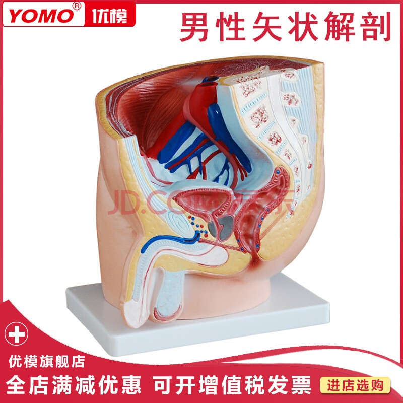 优模人体泌尿生殖系统医学用教具男性盆腔正中矢状切面模型女性盆腔妊娠矢状解剖模型bou Xc331a 男性矢状解剖模型1部件 摘要书评试读 京东图书