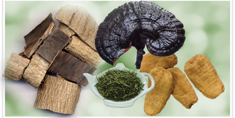 >> 文章内容 >> 灵芝和杜仲的功效与作用及食用方法 贵州三宝:天麻