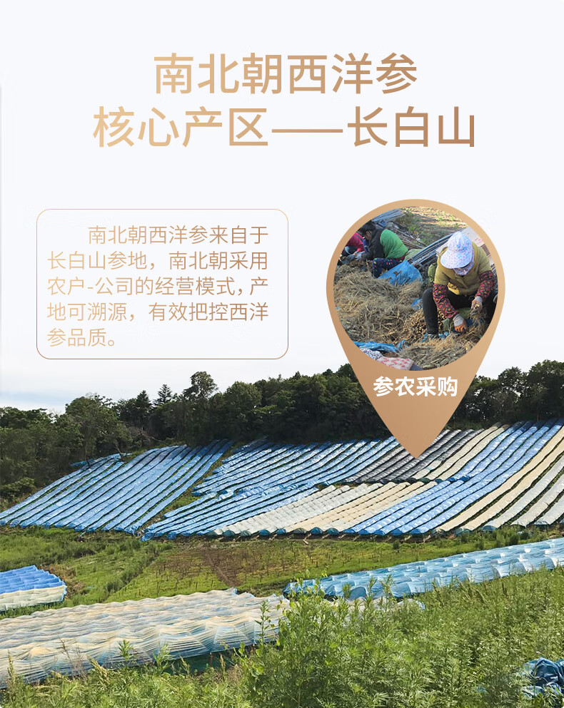 25g瓶装参茶-新包装_06.jpg