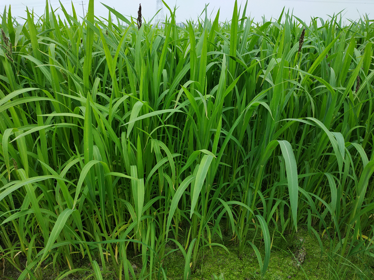 小米草种子 水草鱼虾蟹牧草籽雀叶稗 湖南稷子 牧春籽 高产耐水淹耐旱