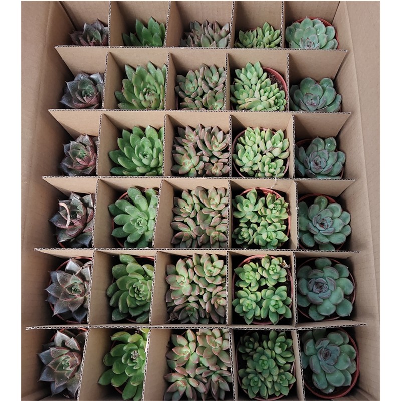 缤纷盆栽多肉植物组合绿植花卉肉肉办公室盆景多肉9cm混装 装箱30盆 最少5个品种混装发货 图片价格品牌报价 京东