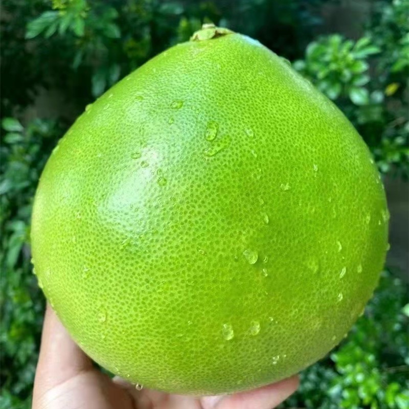 【中秋送礼】【顺丰礼盒装】海南水晶青柚火山口富硒蜜柚白柚汁水充足