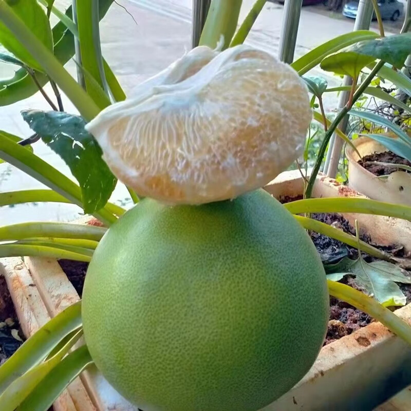 【中秋送礼】【顺丰礼盒装】海南水晶青柚火山口富硒蜜柚白柚汁水充足