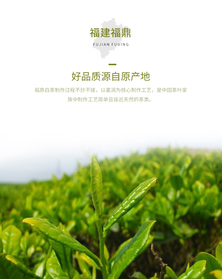 神价 知乎好评 叶铺 福鼎白茶 80g 图2