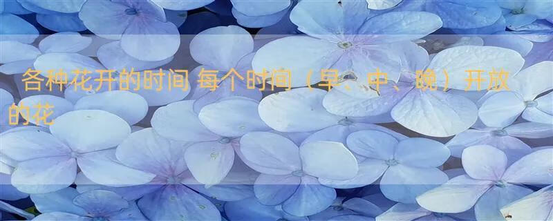 各种花开的时间 每个时间（早、中、晚）开放的花