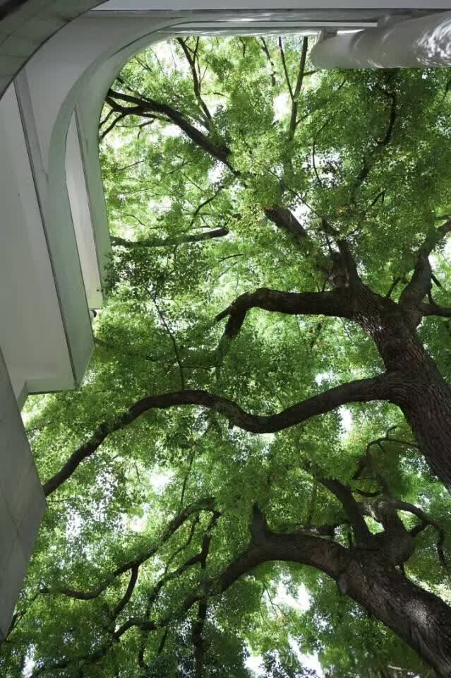 夏想