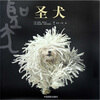 

圣犬