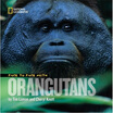 

Face to Face with Orangutans